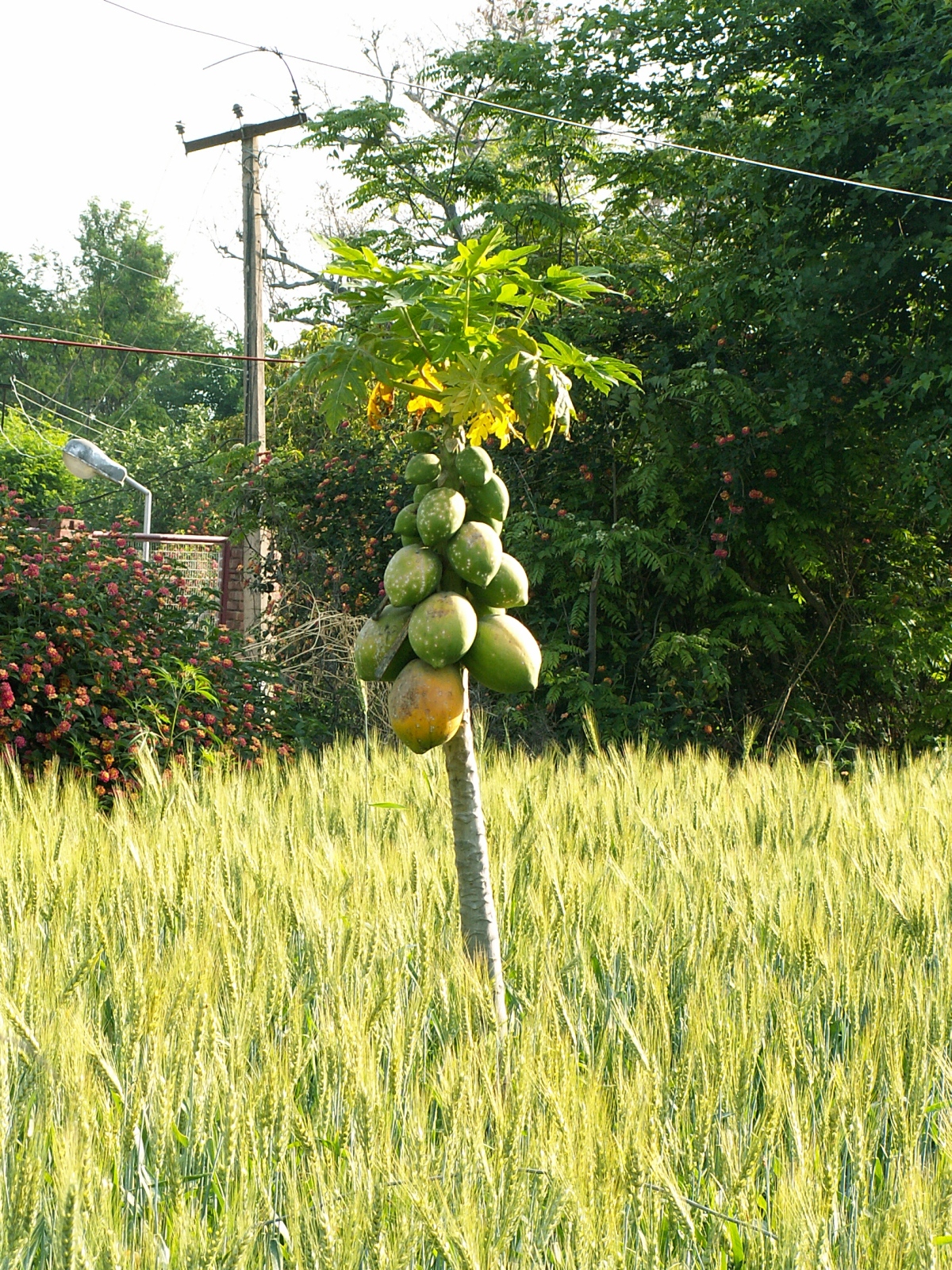 Near Patnahkot - Papaya