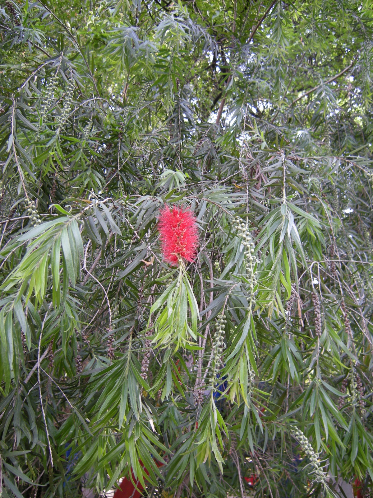Near Dharamsala - Tibetan Norbulingka Institute - Tree