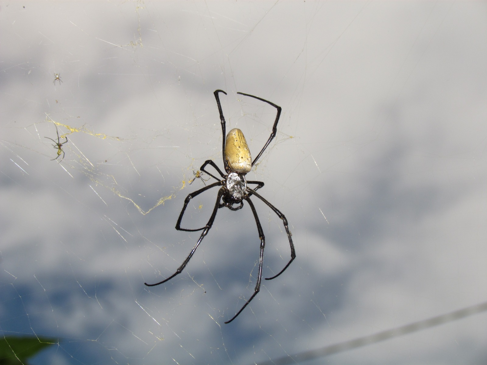 From Makassar to Barru - Nephila spider