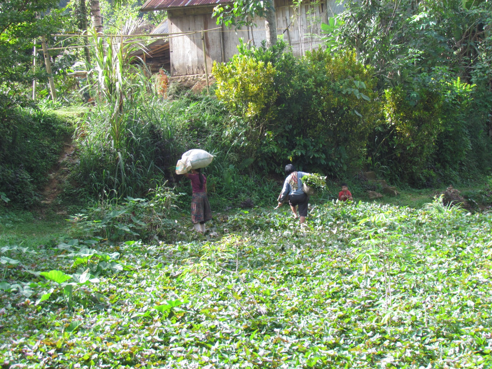 Toraja - Lemo