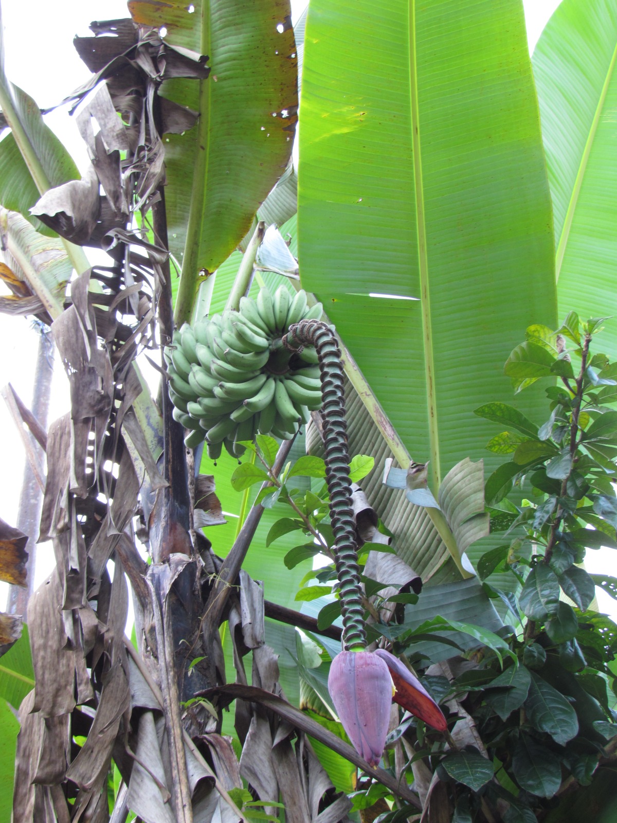 Toraja - Banana palm