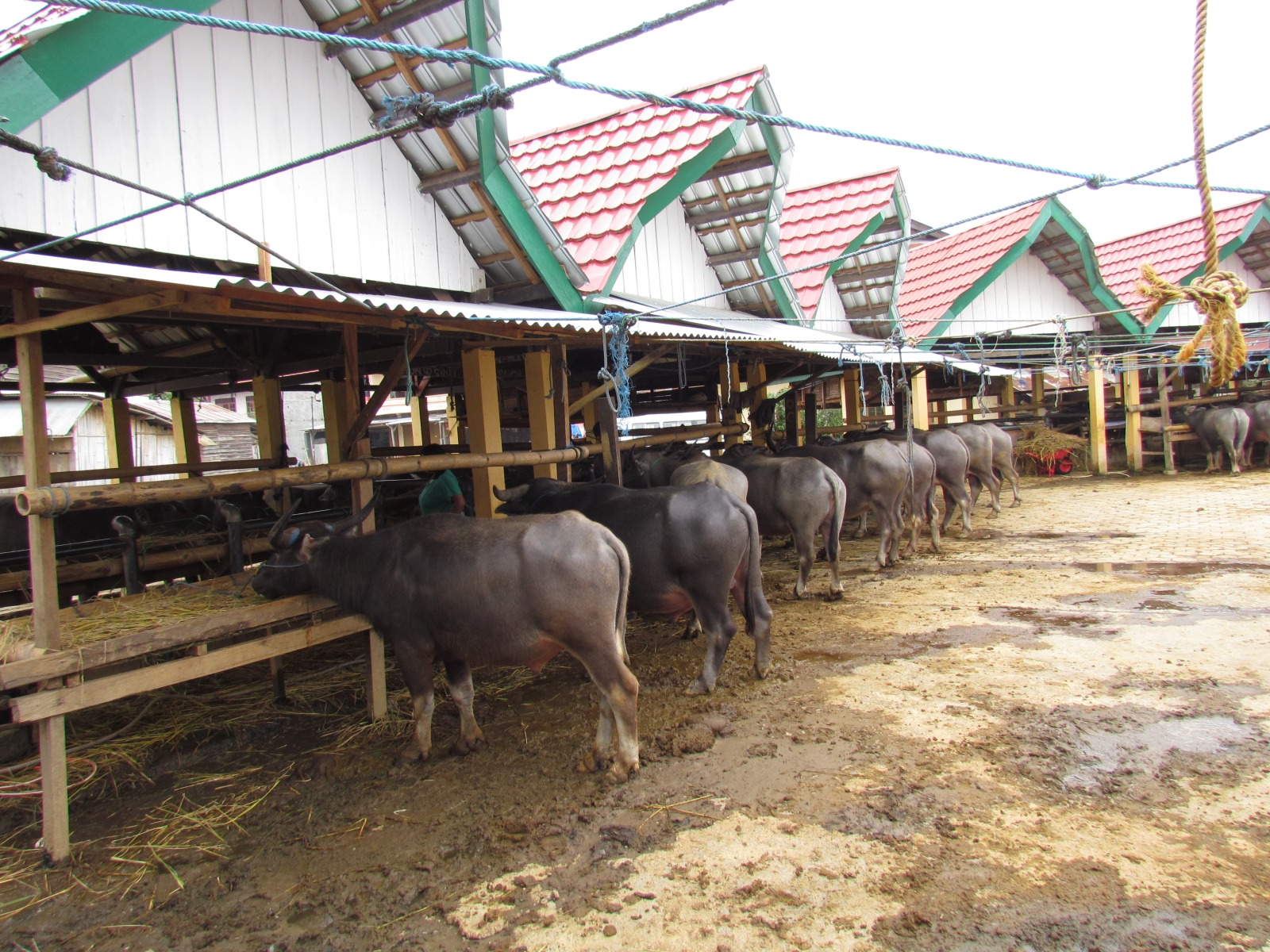 Toraja - Bolu - Animal market