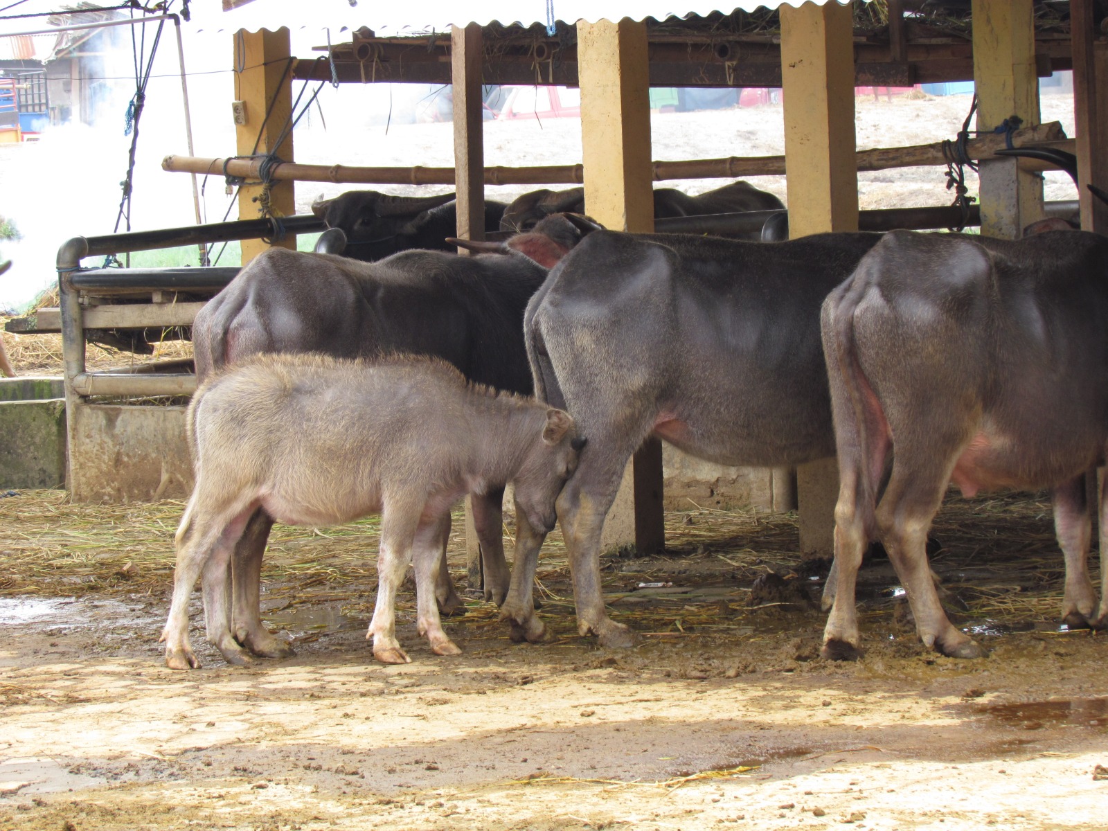 Toraja - Bolu - Animal market