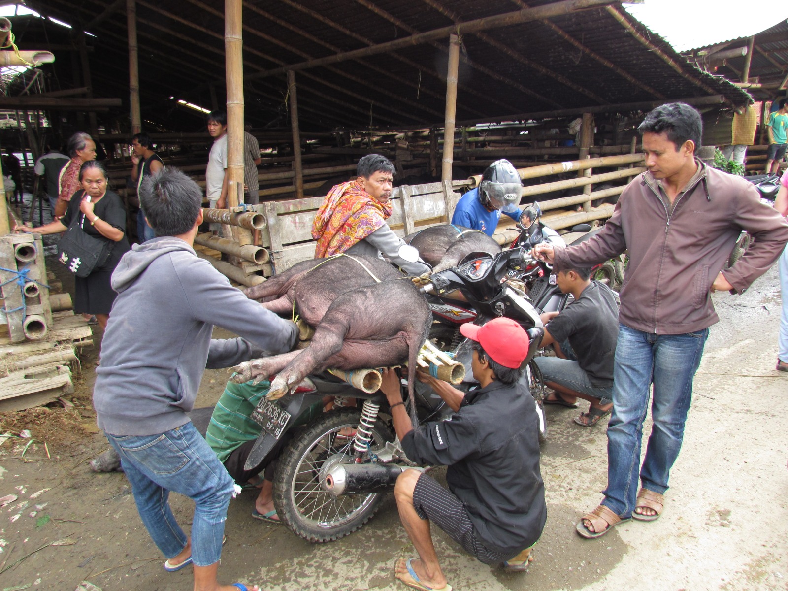 Toraja - Bolu - Animal market