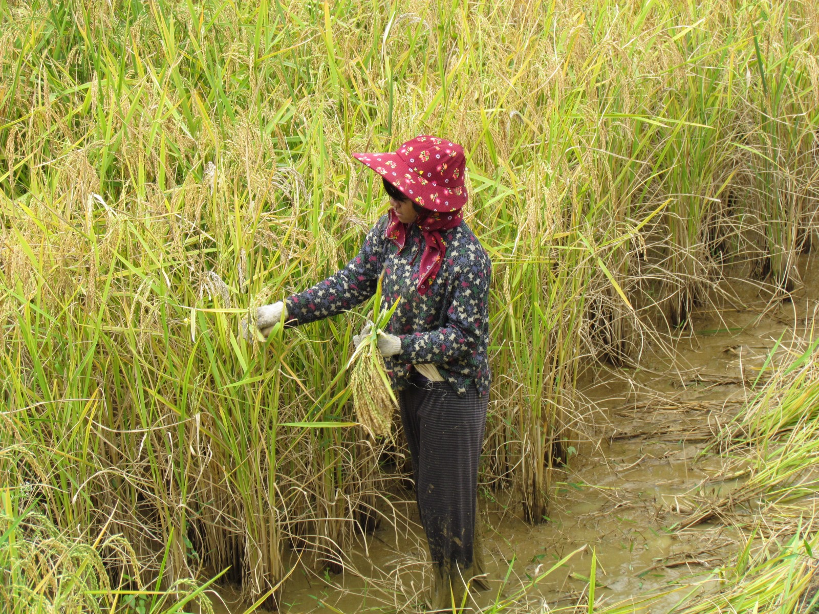 Toraja - Rice harvesting