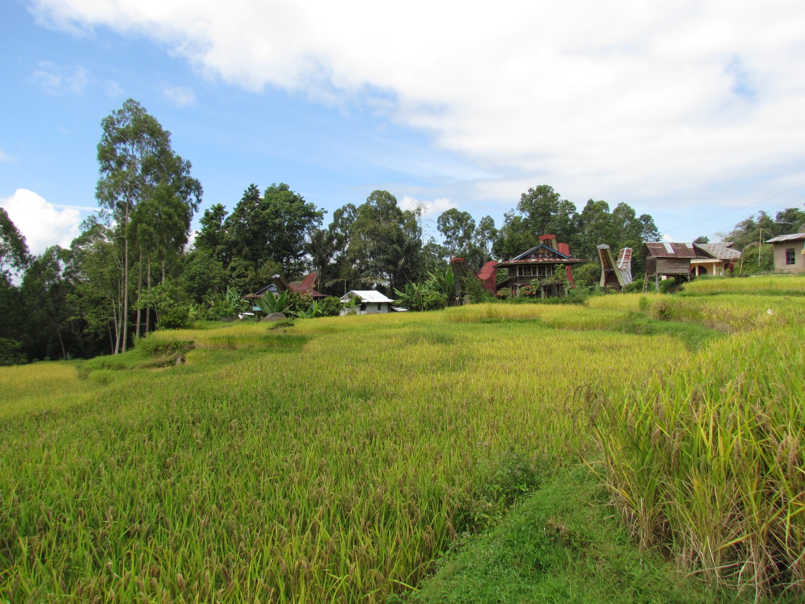 Toraja - Rice fields