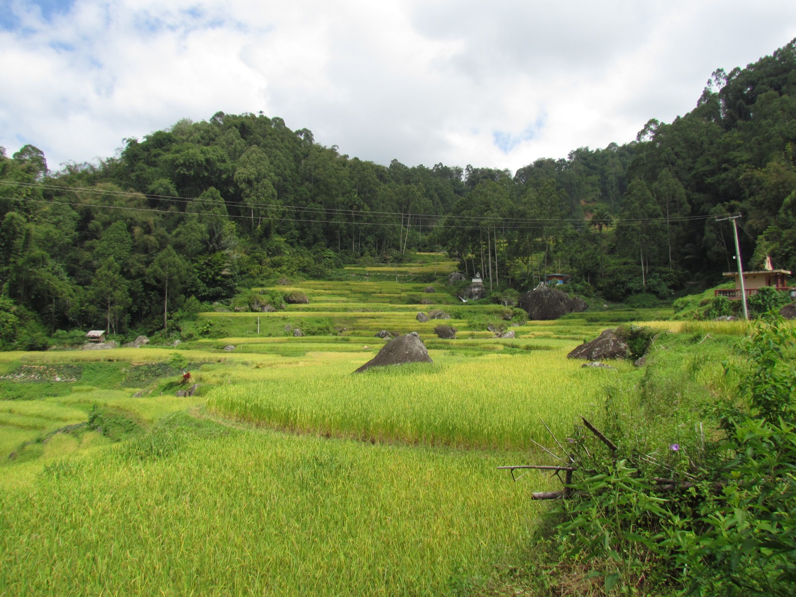 Toraja - Rice fields
