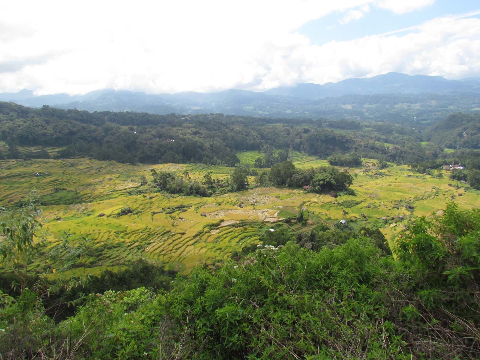Toraja - Rice fields