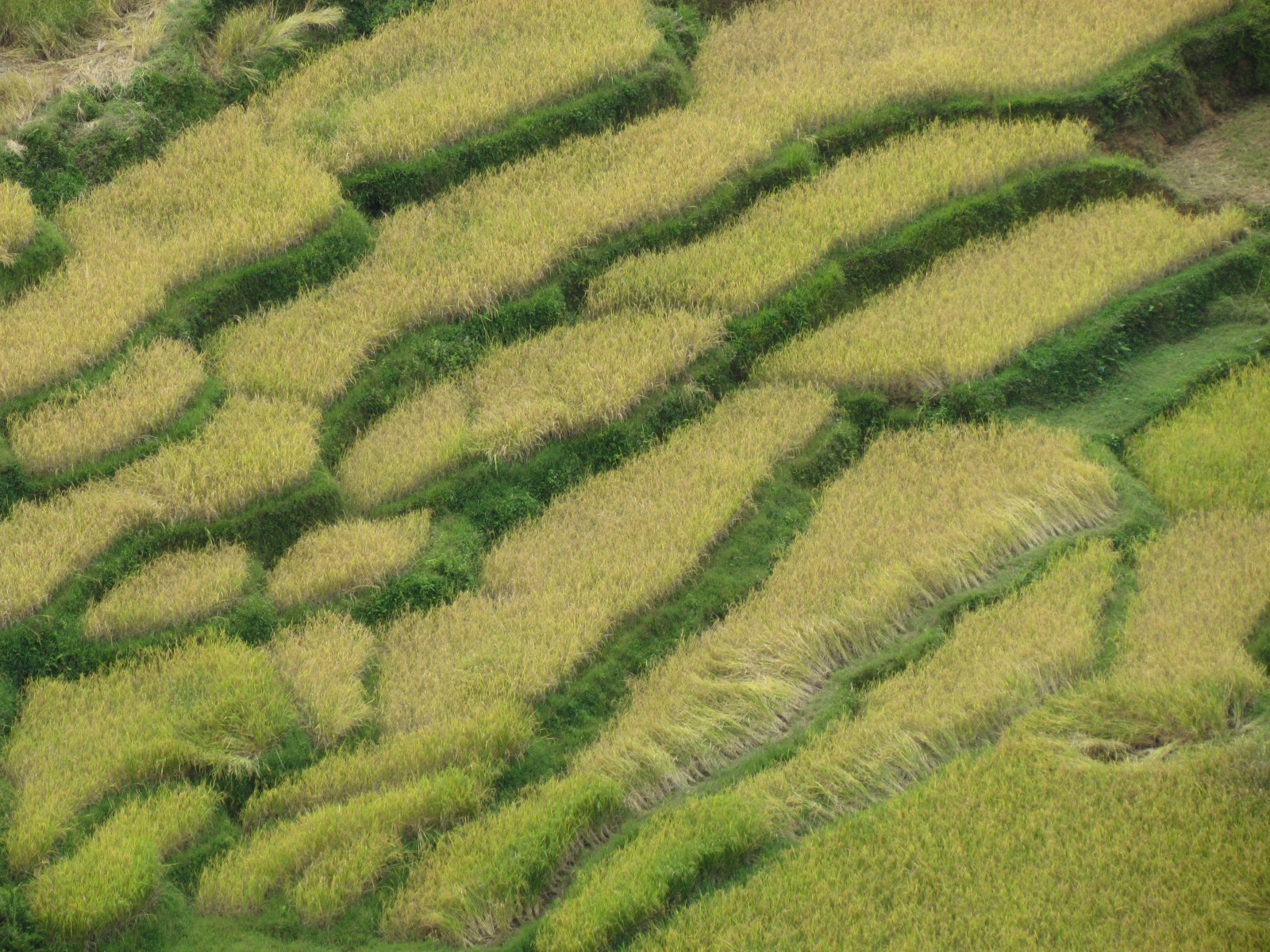 Toraja - Rice fields