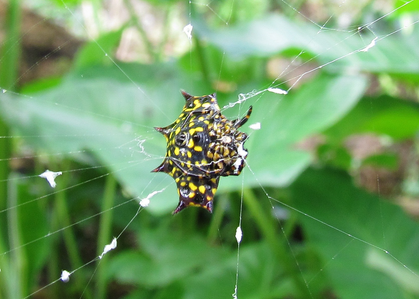 Toraja - Spiny orb-weaver