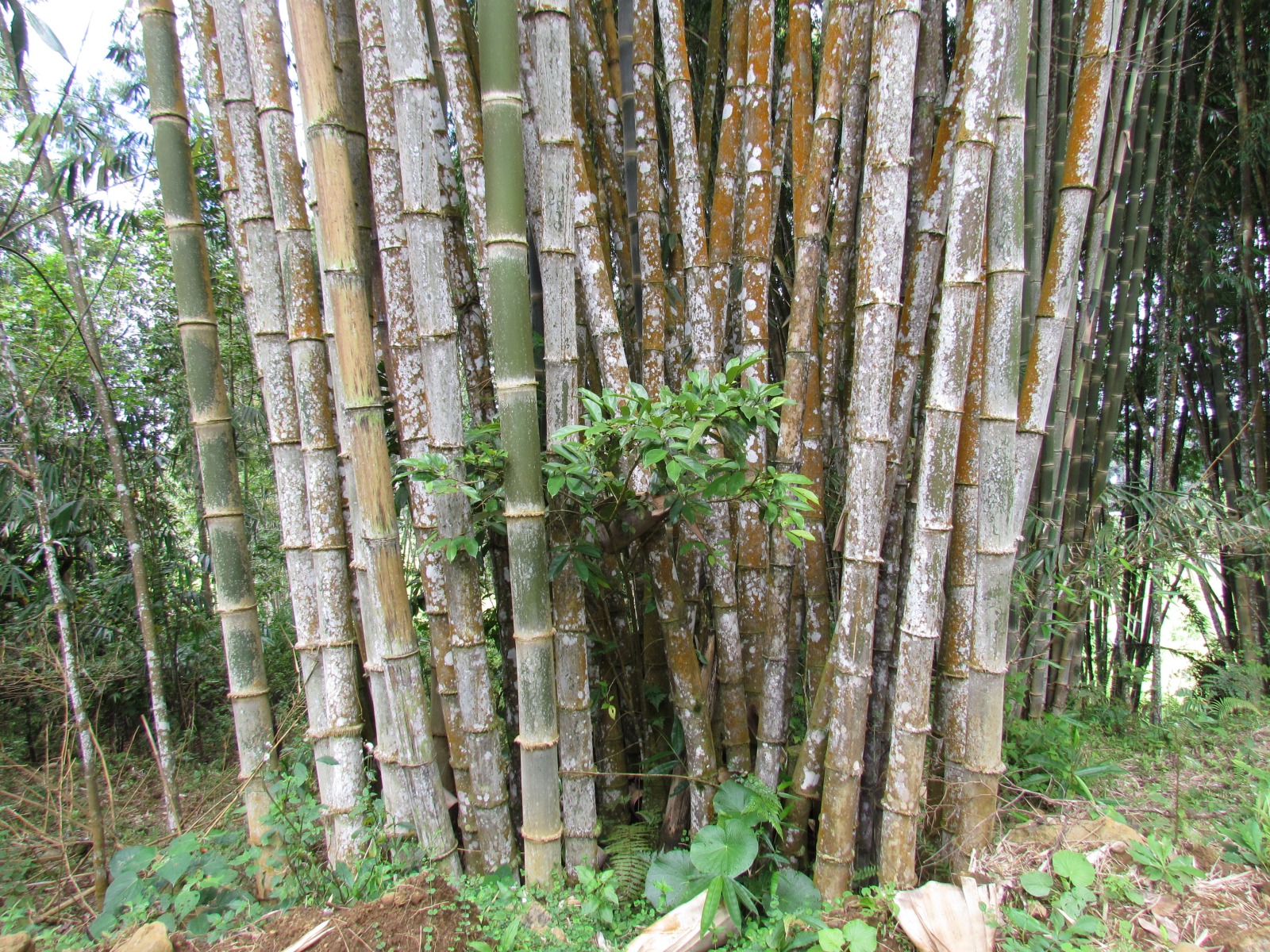 Toraja - Bamboo trees