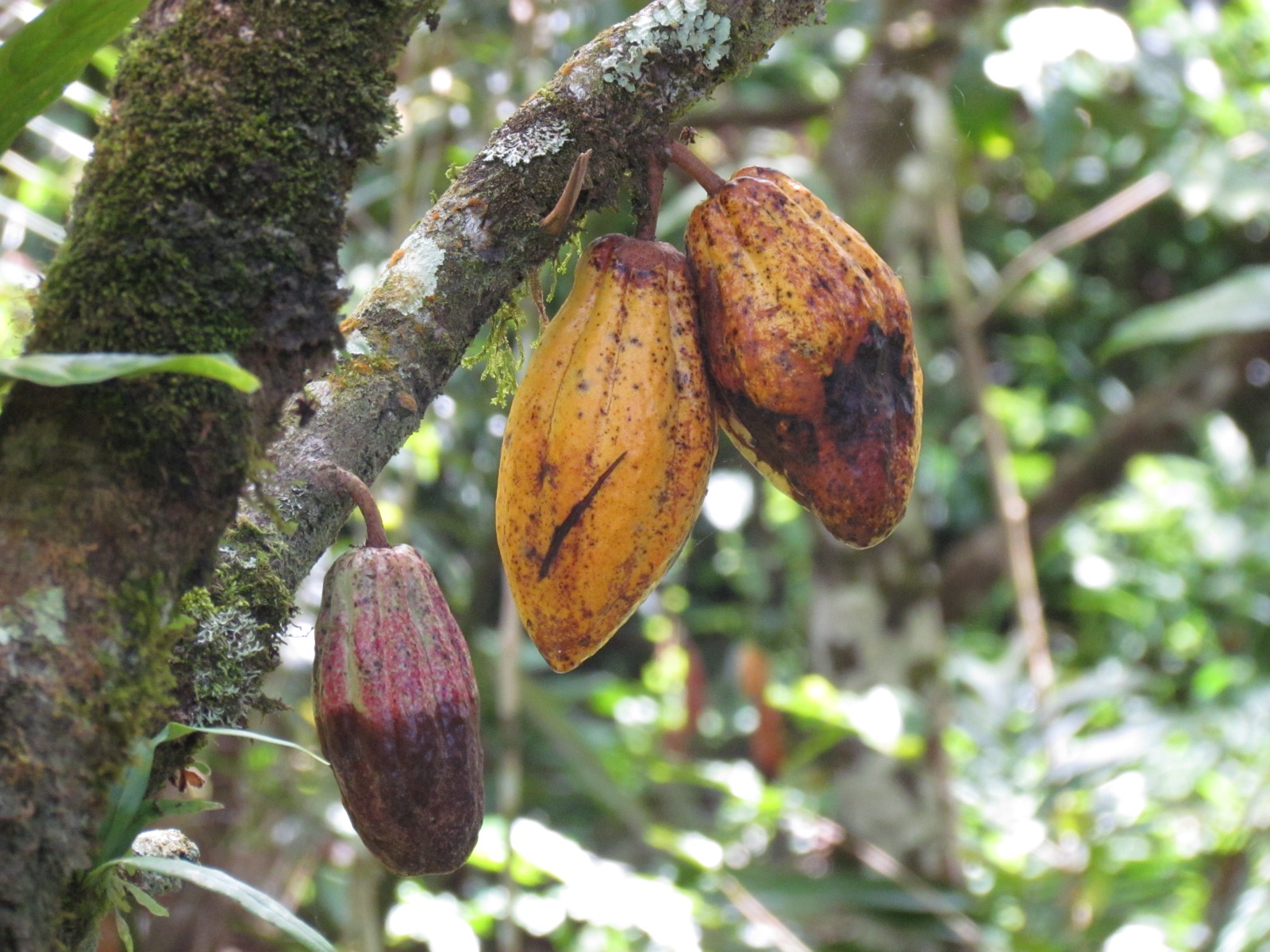 Toraja - Cocoa fruits