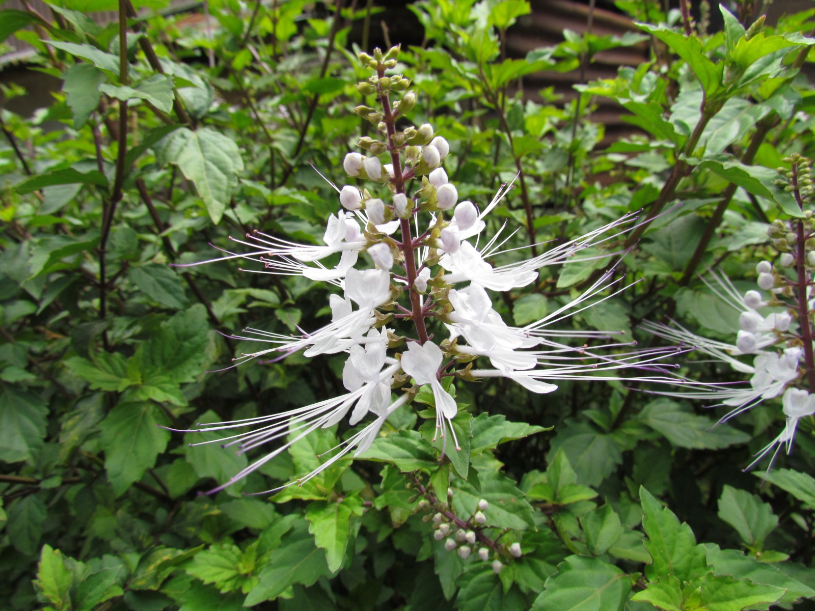 Toraja - Flower