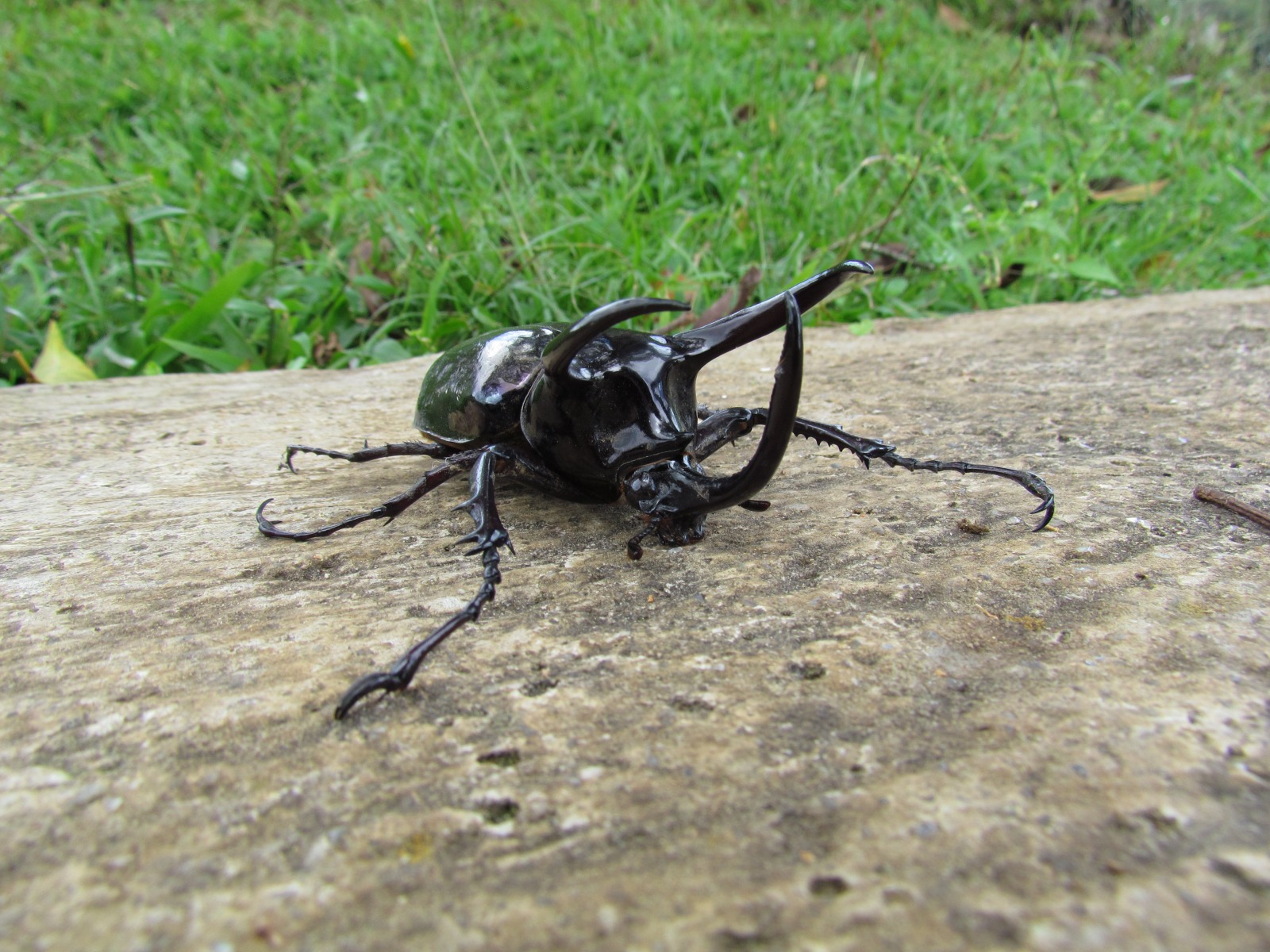 Toraja - Atlas beetle