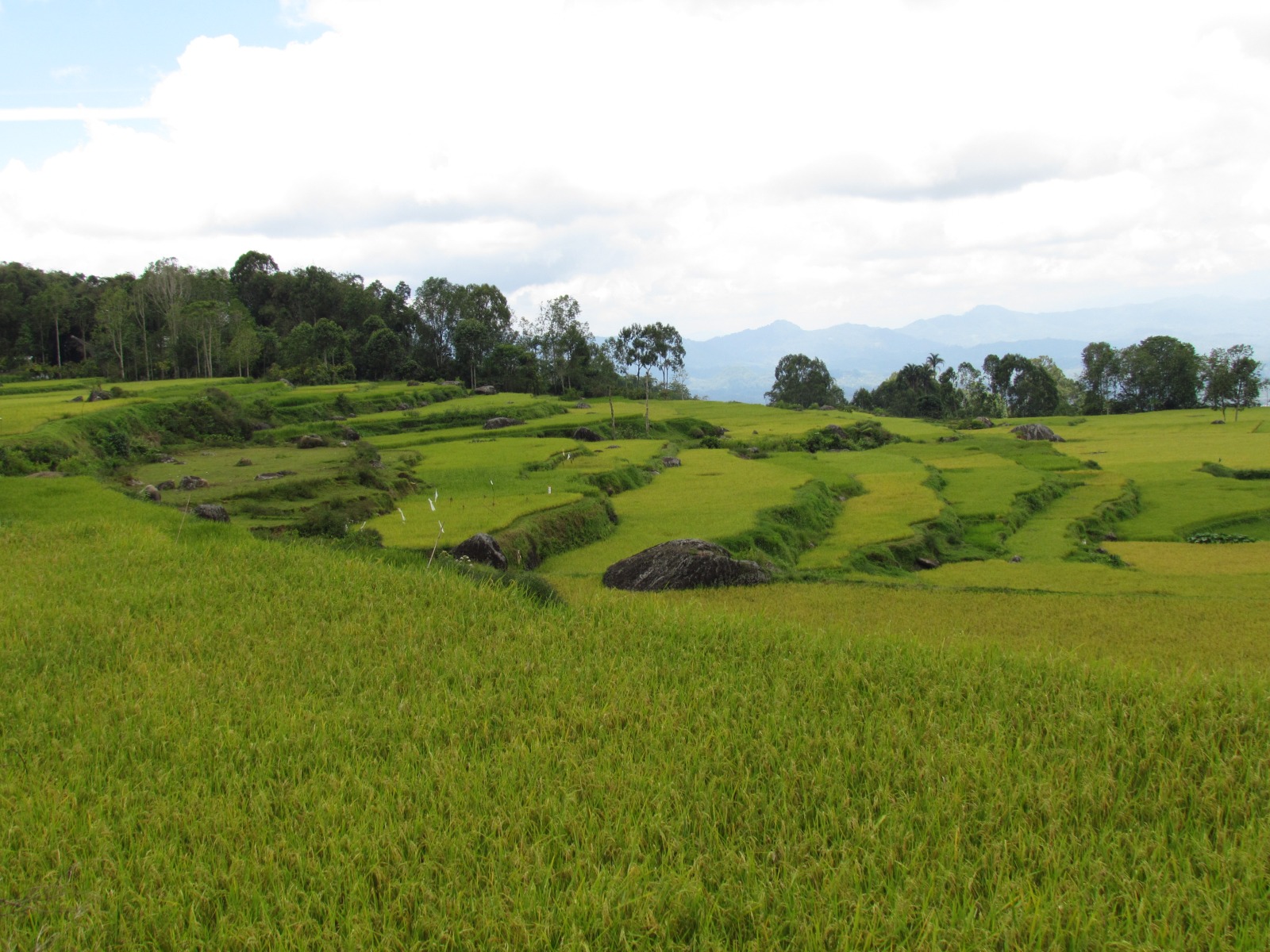 Toraja - Rice fields