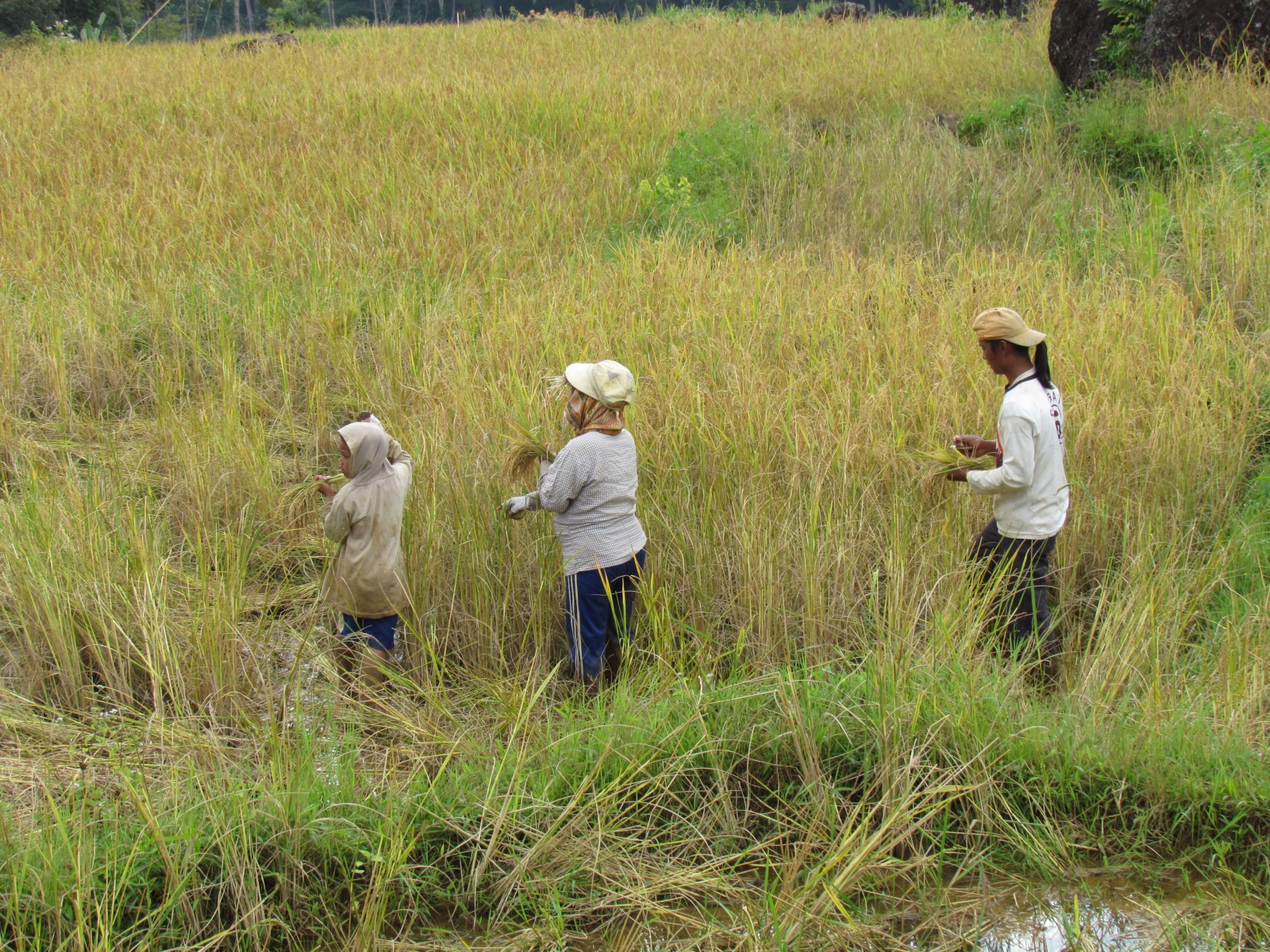 Toraja - Rice fields