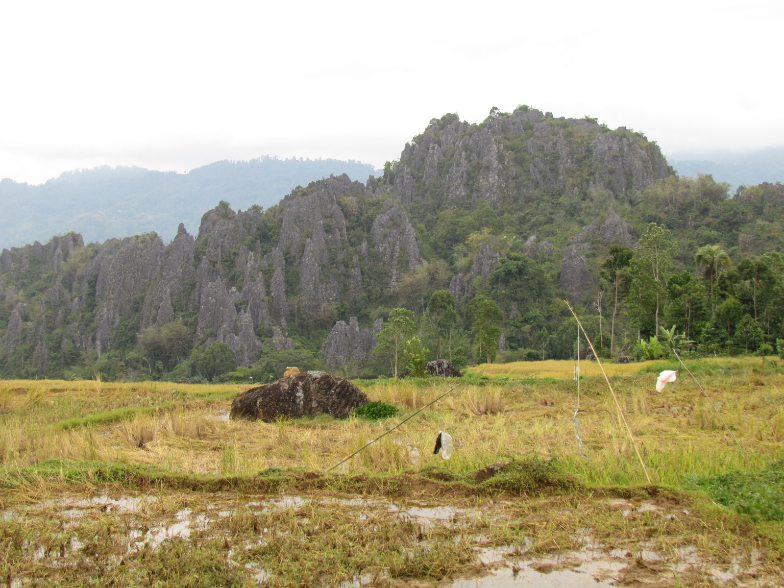 Toraja - Rice fields