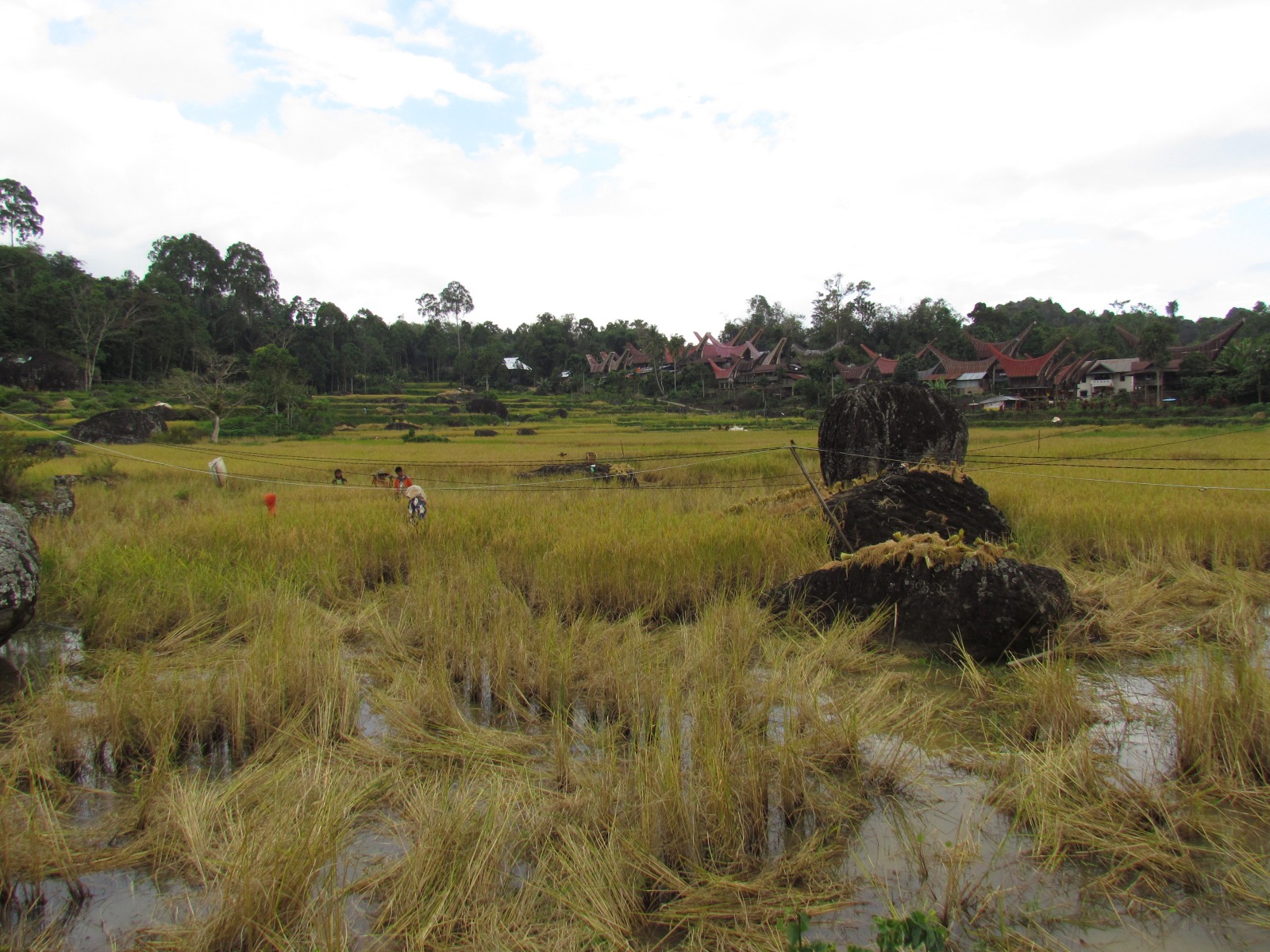 Toraja - Rice fields