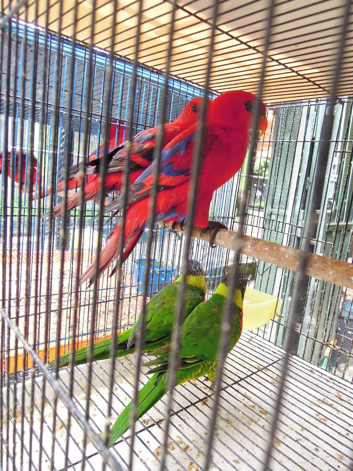 Yogyakarta - Bird market - Parrots