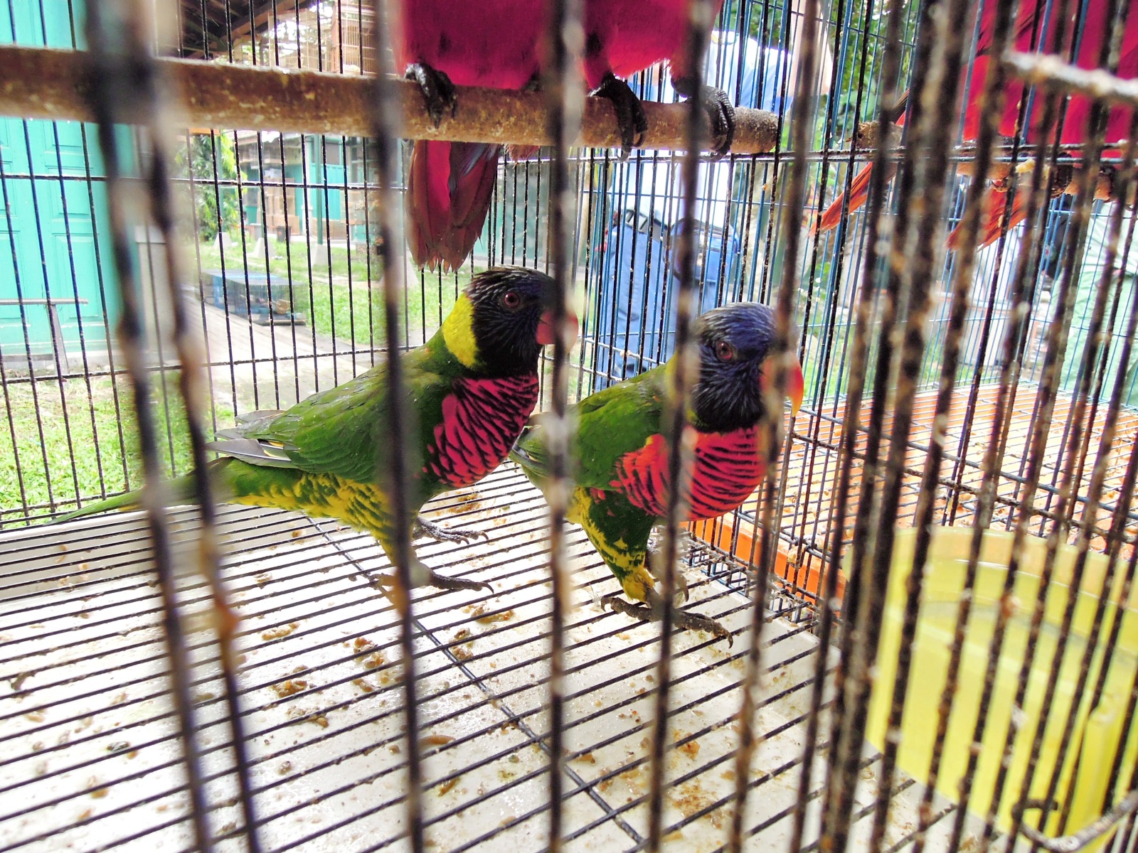 Yogyakarta - Bird market - Parrots