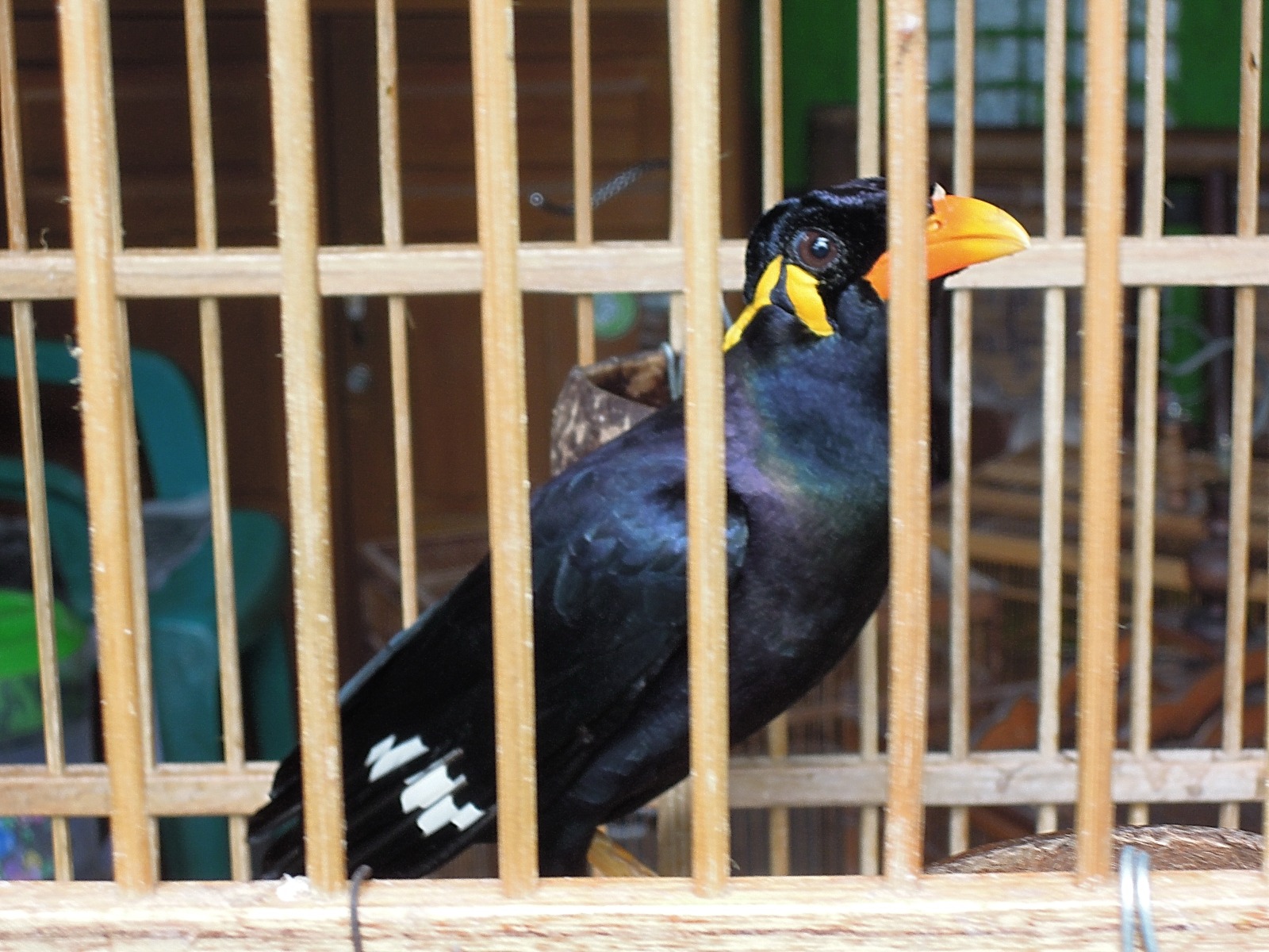 Yogyakarta - Bird market