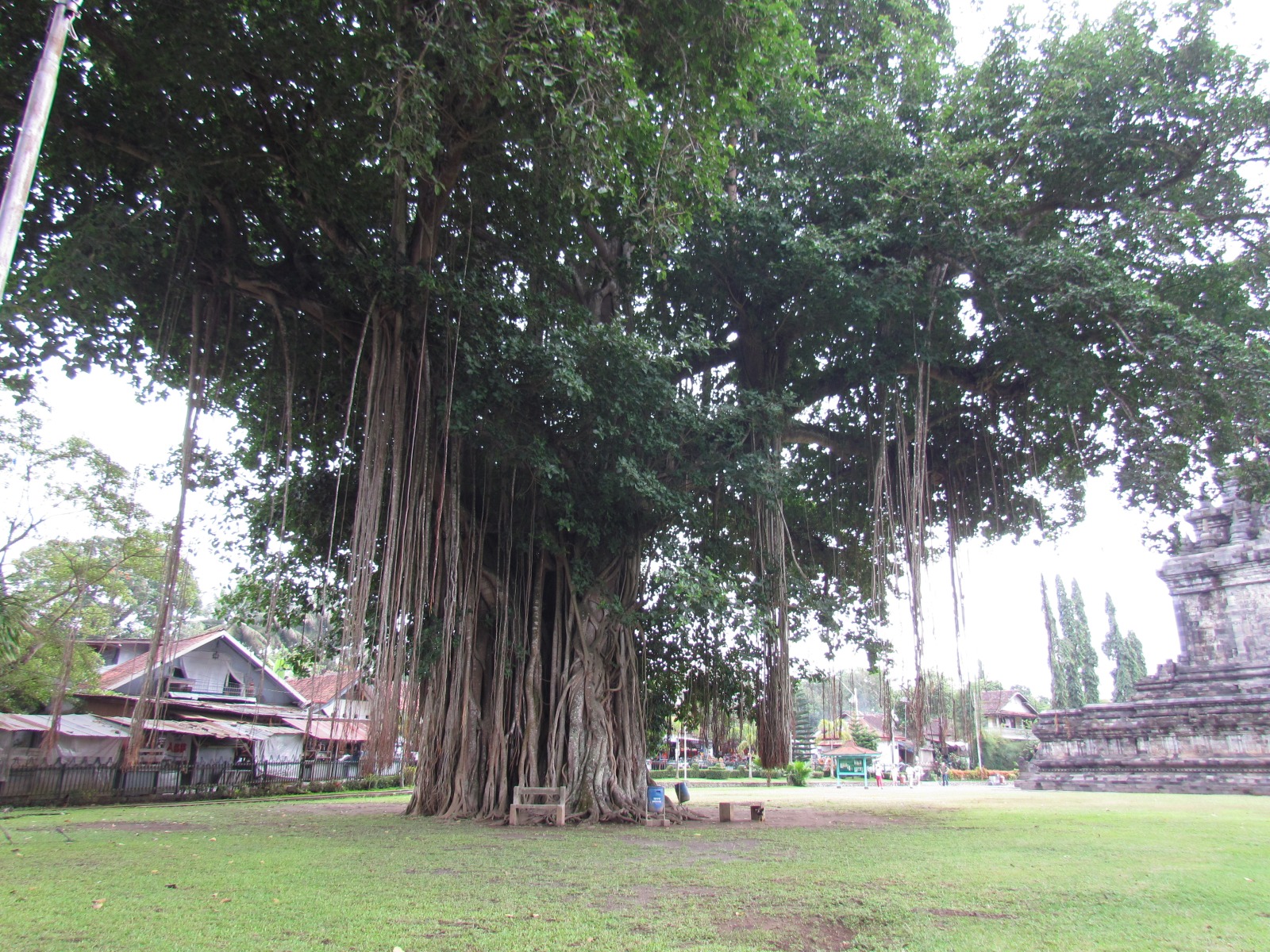 Mendut temple - Banyan tree