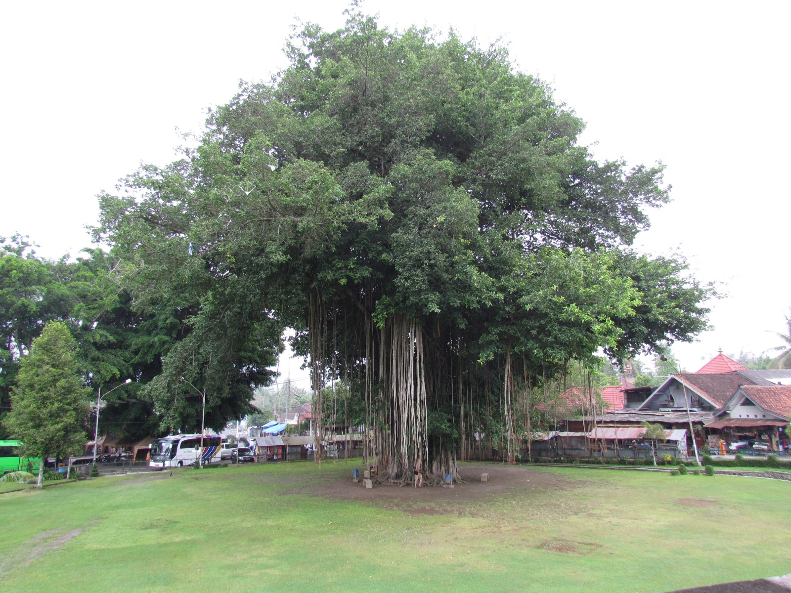 Mendut temple - Banyan tree