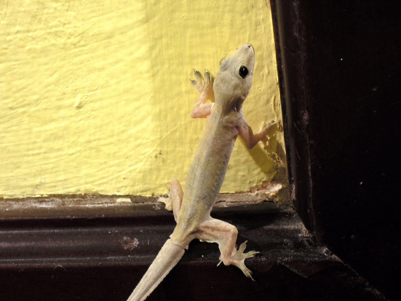 Yogyakarta - Gecko