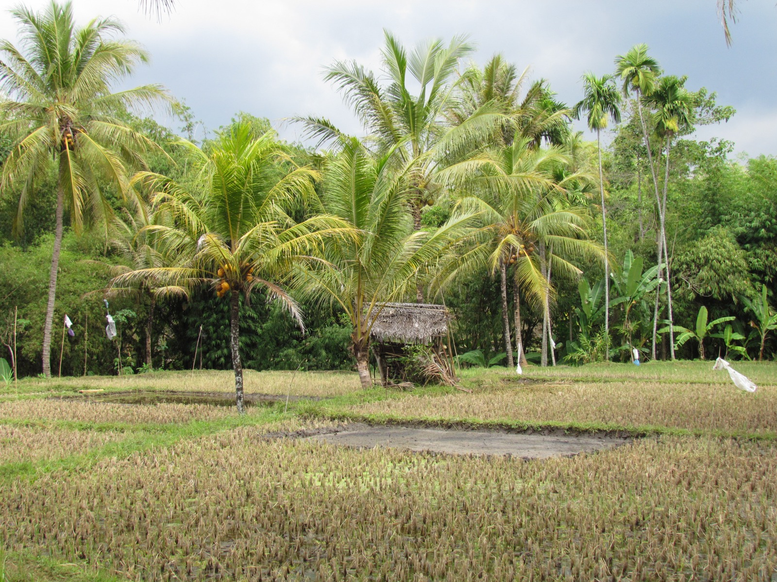 To Bromo - Rice fields