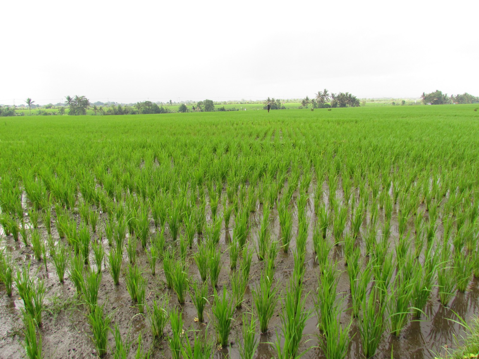 Near Kuta - Rice fields