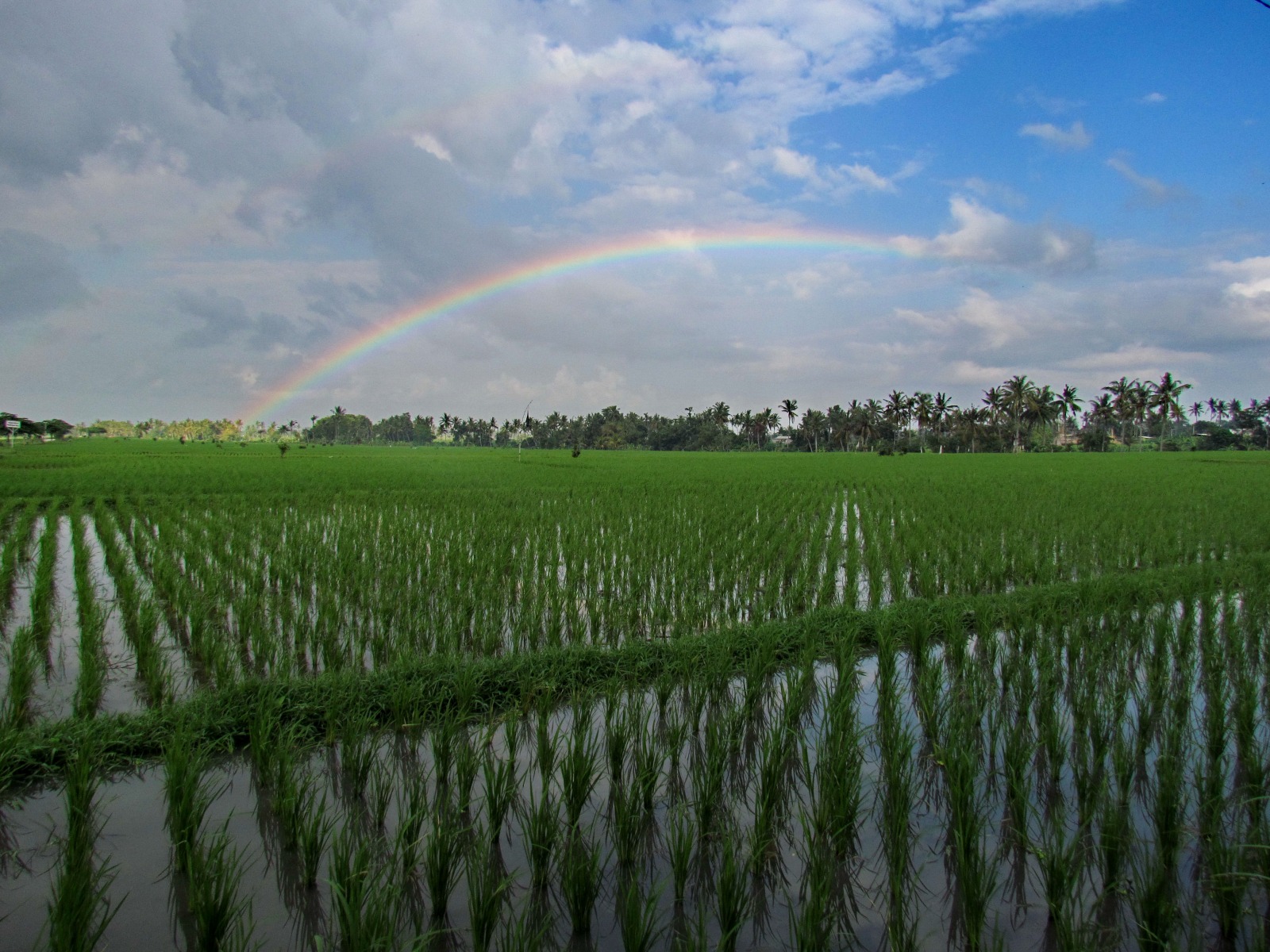 Near Kuta - Rice fields with rainbow