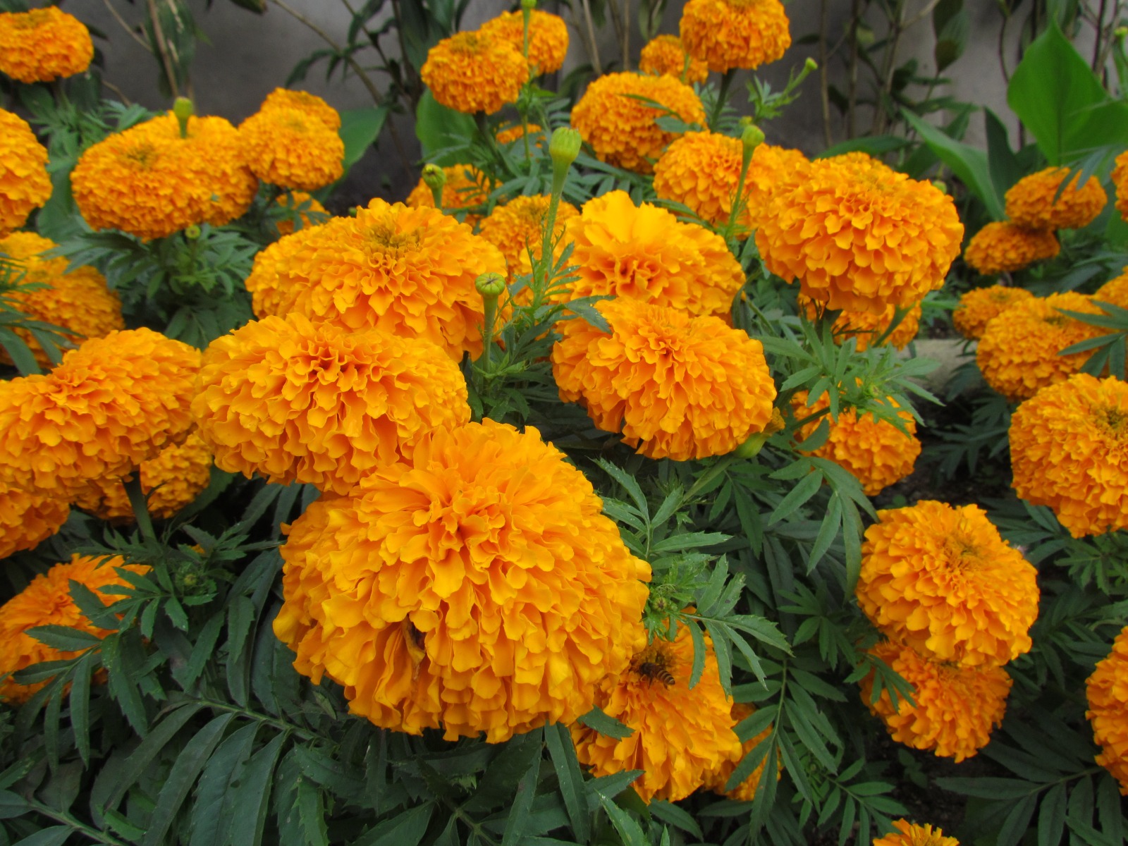 Bali - Lake Bratan temple - Indian marigold