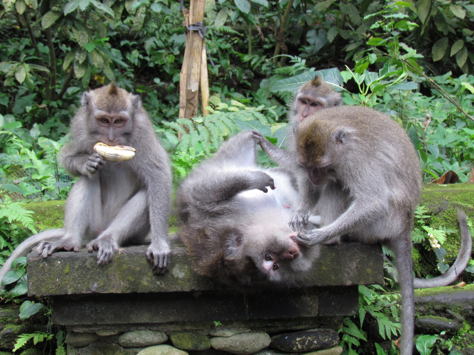 Bali - Ubud - Sacred monkey sanctuary