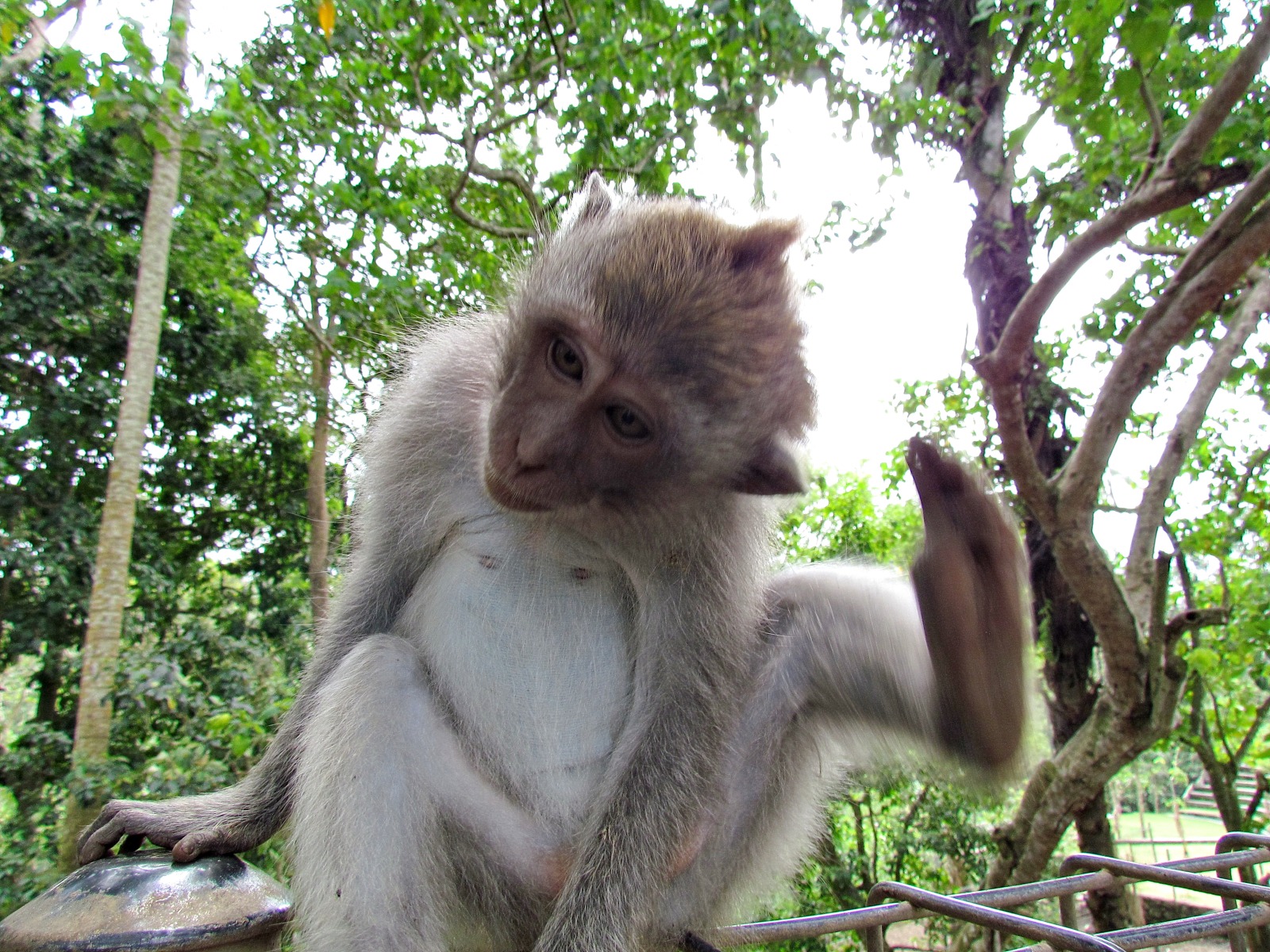 Bali - Ubud - Sacred monkey sanctuary