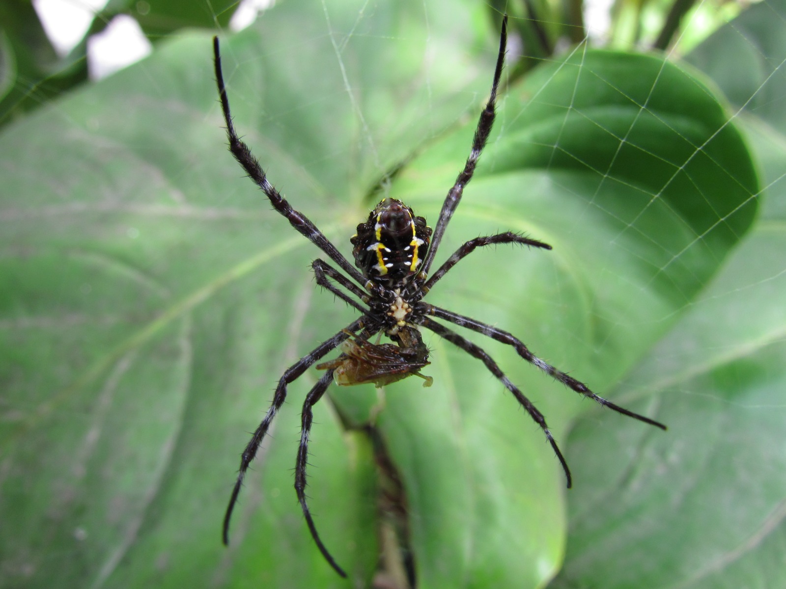 Bali - Ubud - Spider