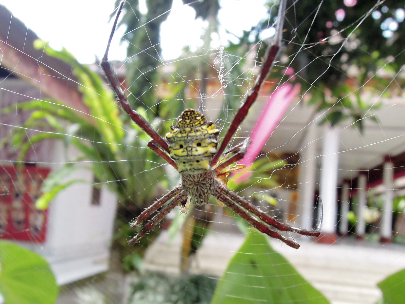 Bali - Ubud - Spider