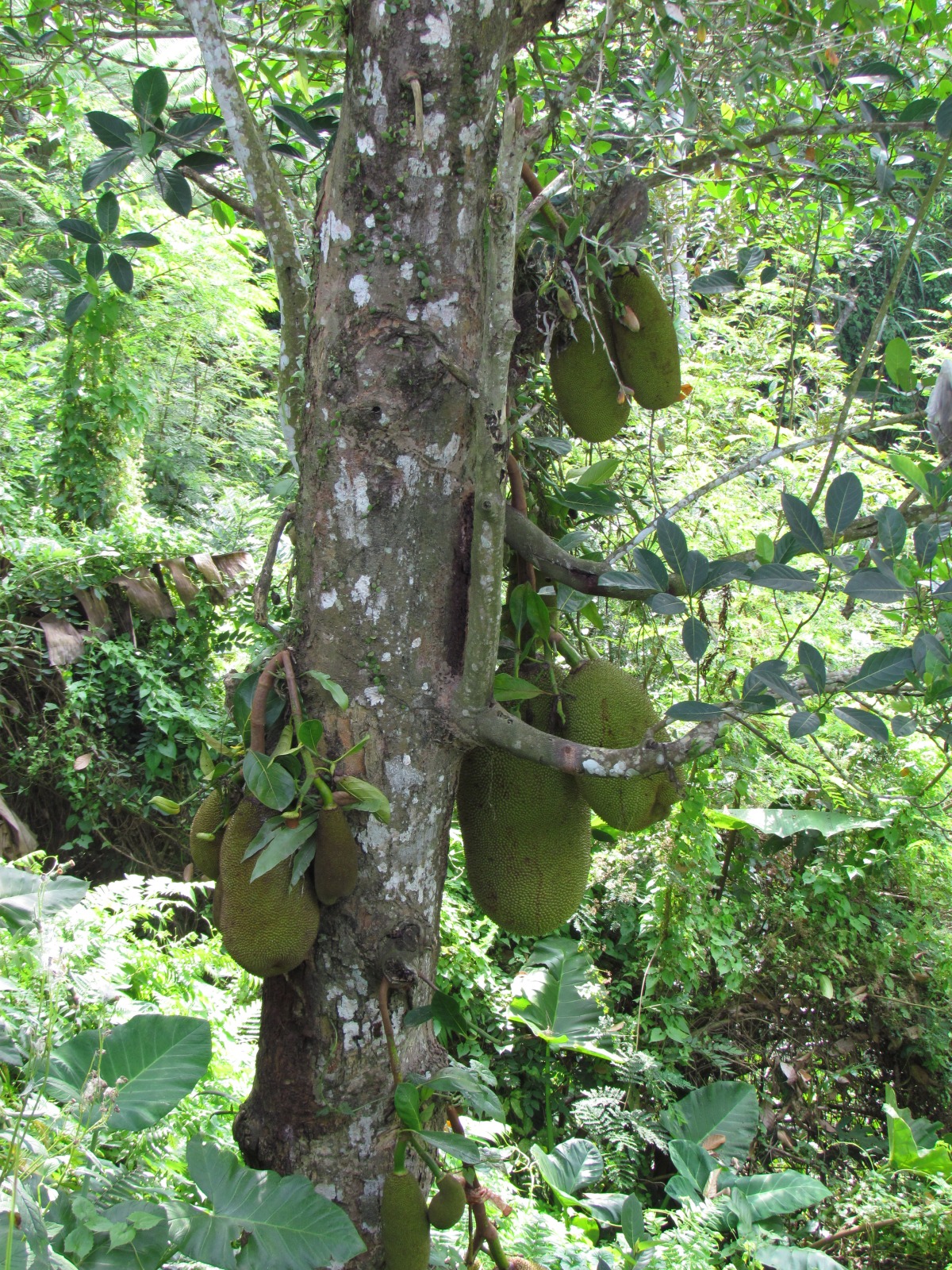 Bali - Gunung Kawi temple complex - Jackfruit