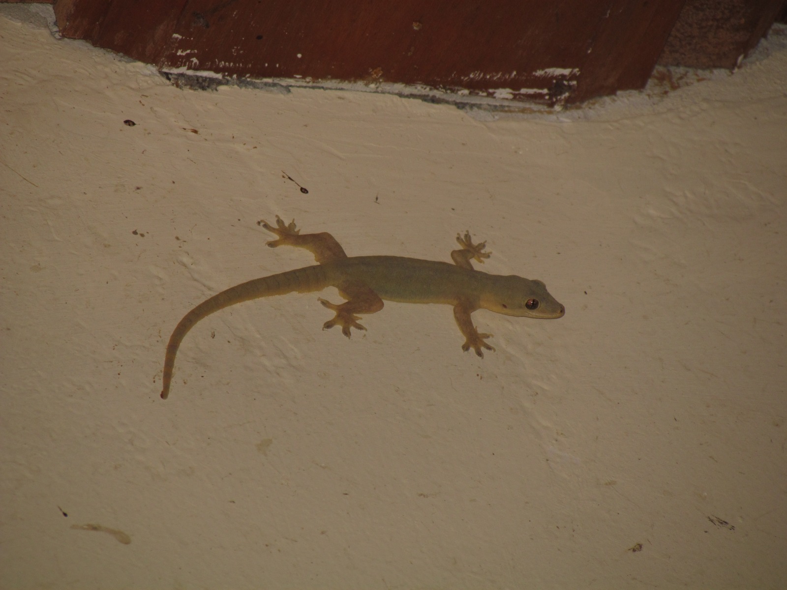 Bali - Amed - Gecko