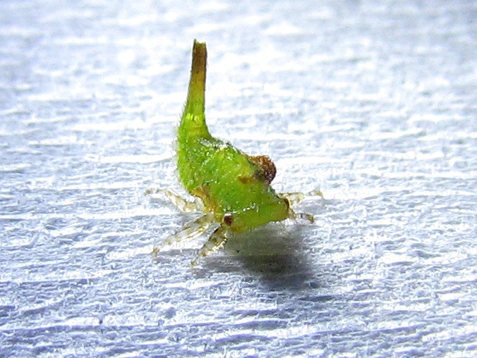 Bali - Amed - Little bug