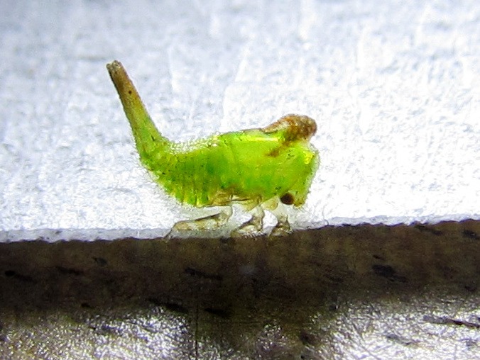 Bali - Amed - Little bug