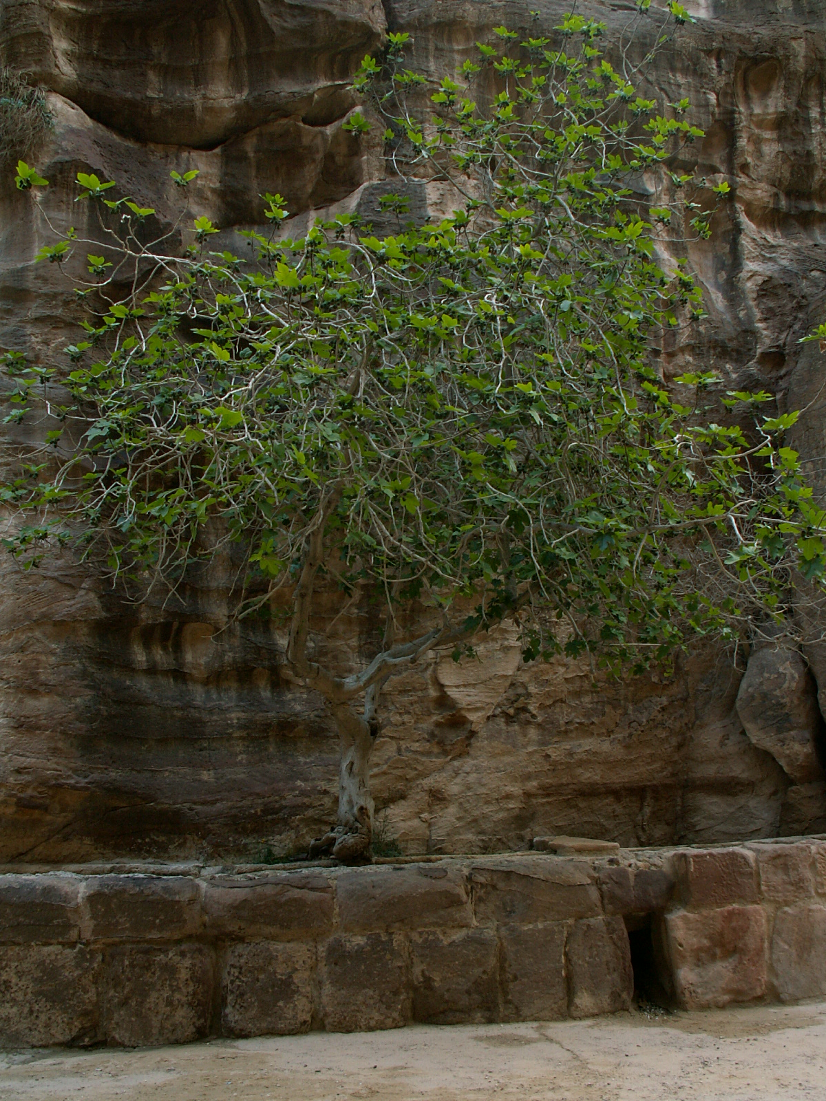 Petra - Fig tree
