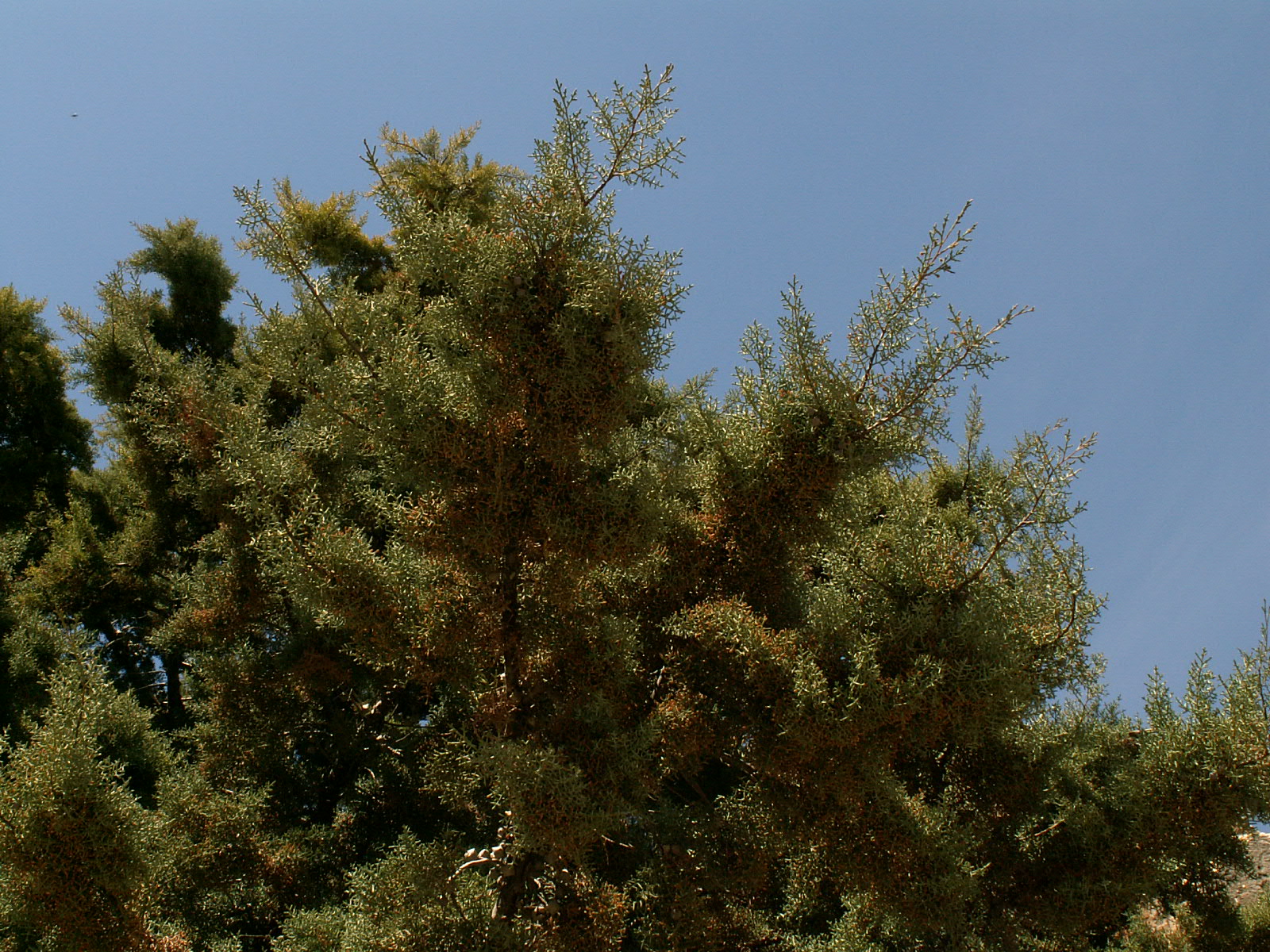 Baalbek - Cedar tree