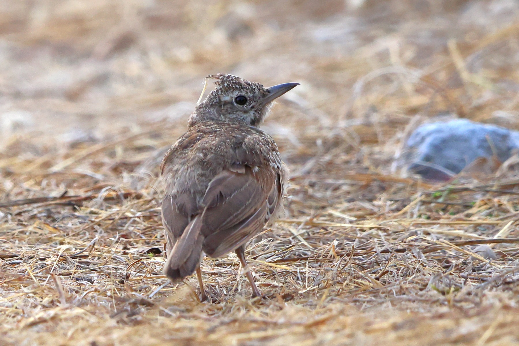 Near Agia Mavra Fortress - Crested lark (Galerida cristata)
