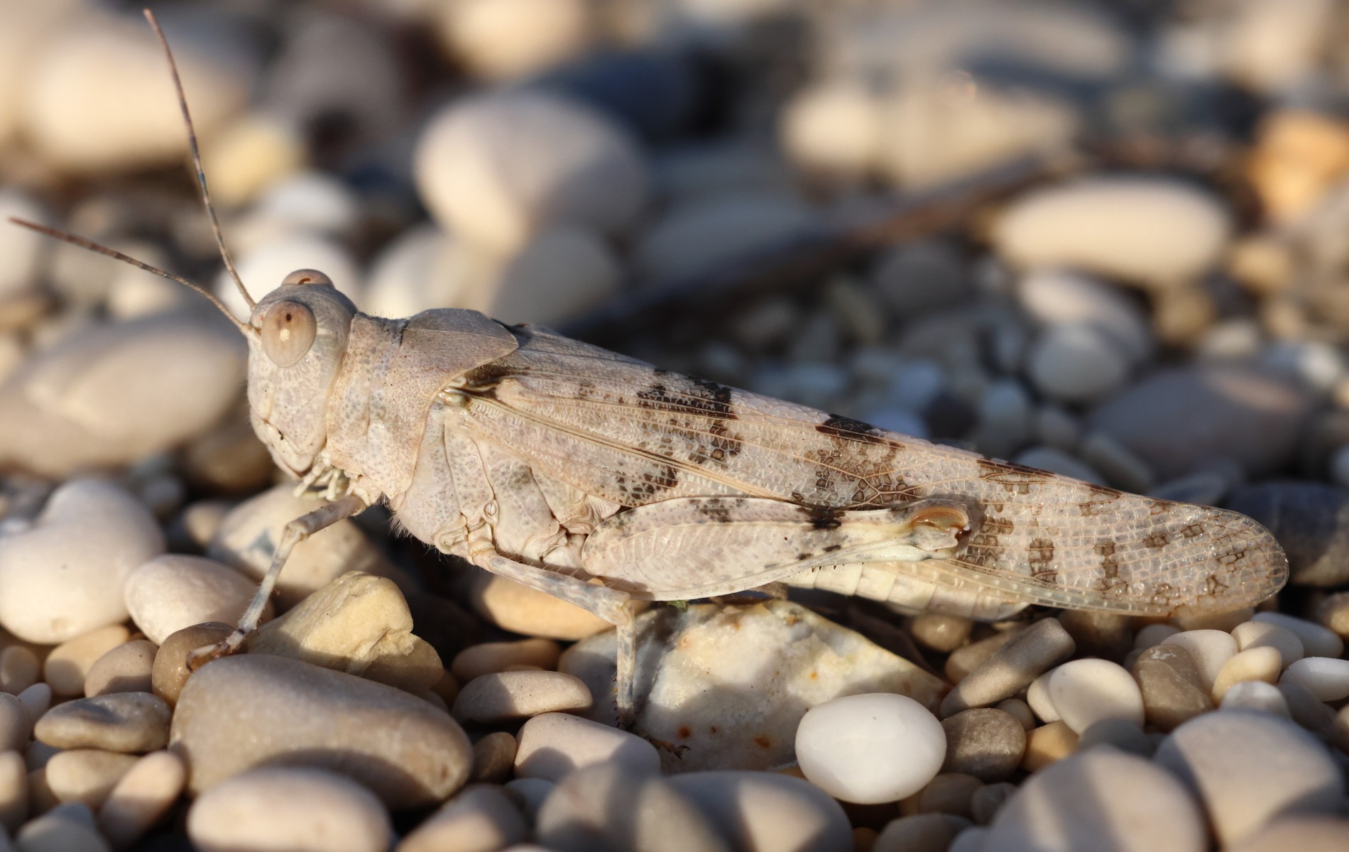 Near Agia Mavra Fortress - Grasshopper