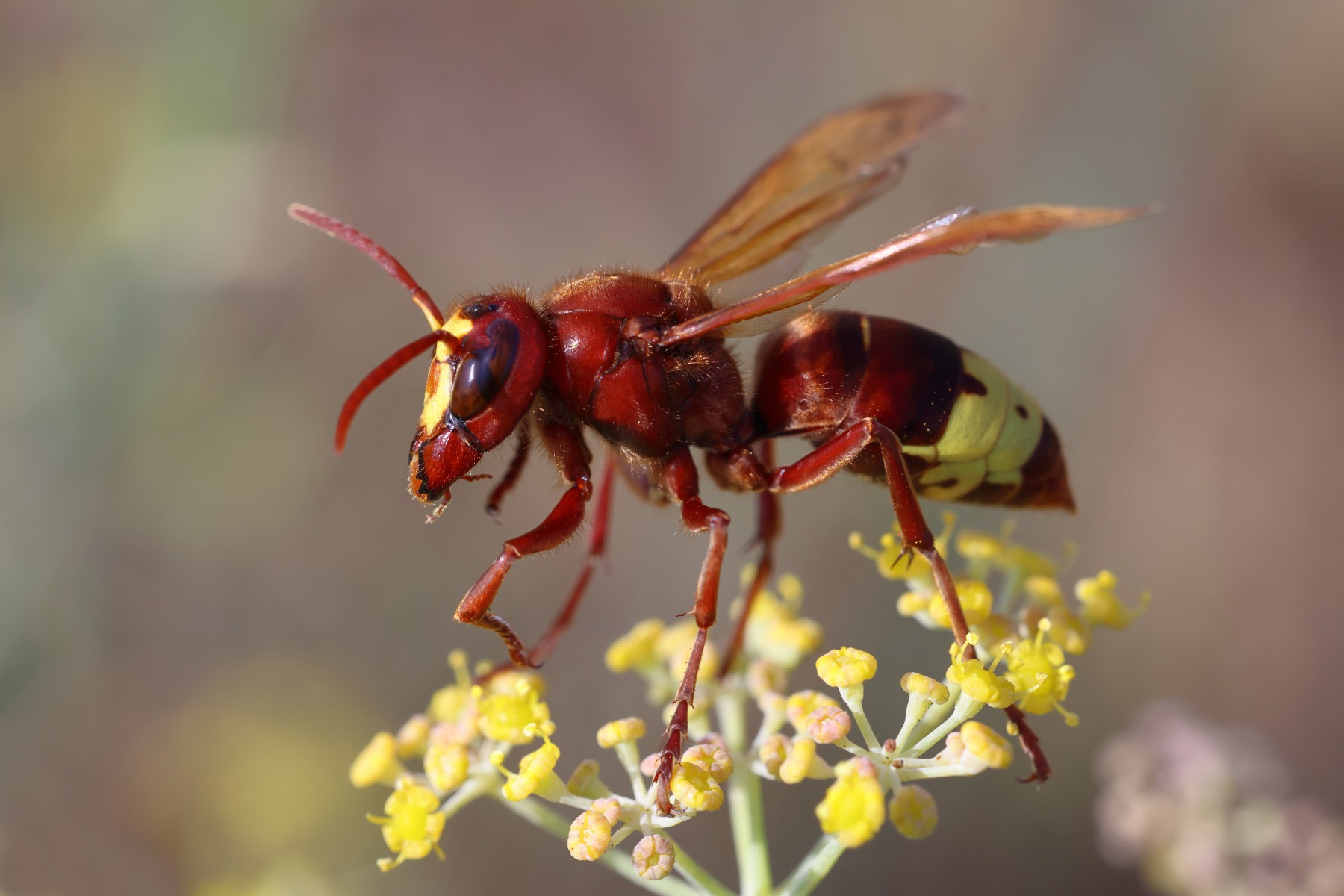 Near Agia Mavra Fortress - Oriental hornet (Vespa orientalis)