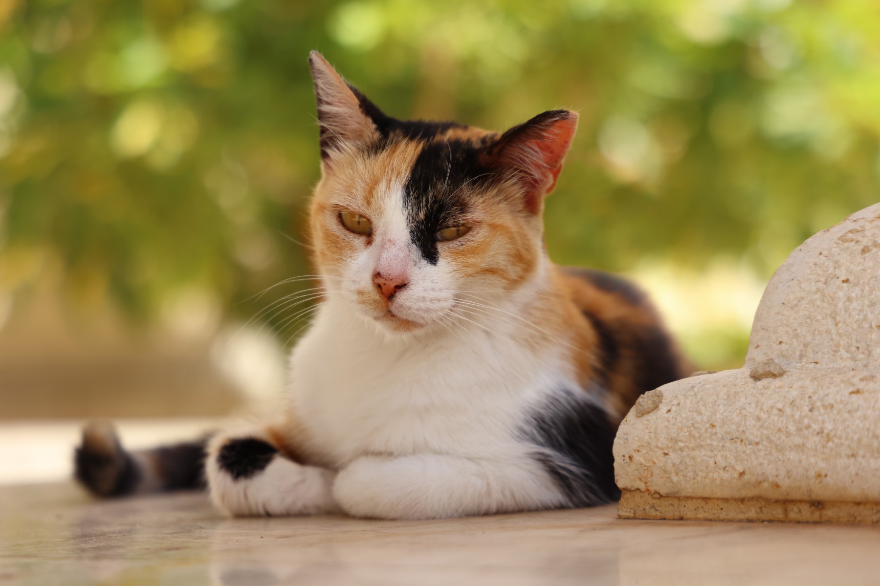 Faneromeni monastery - Cat