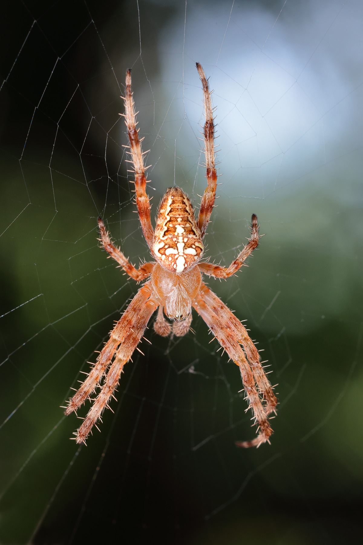Faneromeni monastery - Cross spider