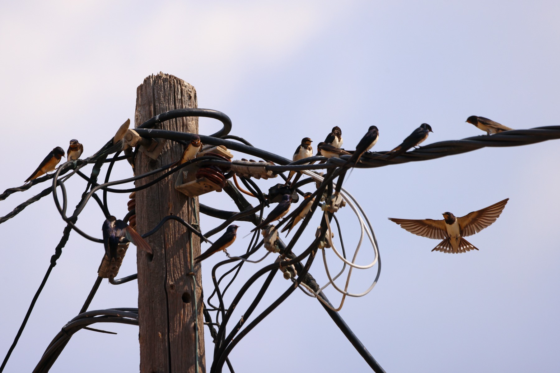 Meganisi island - Spartochori - Swallows