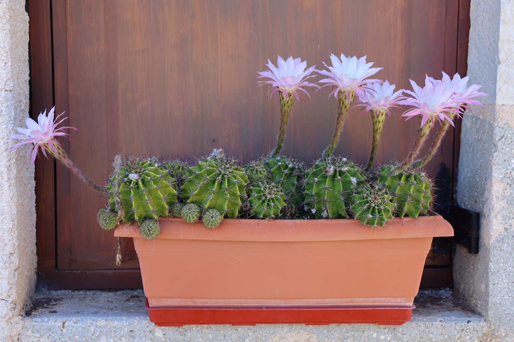 Poros village - Cactus