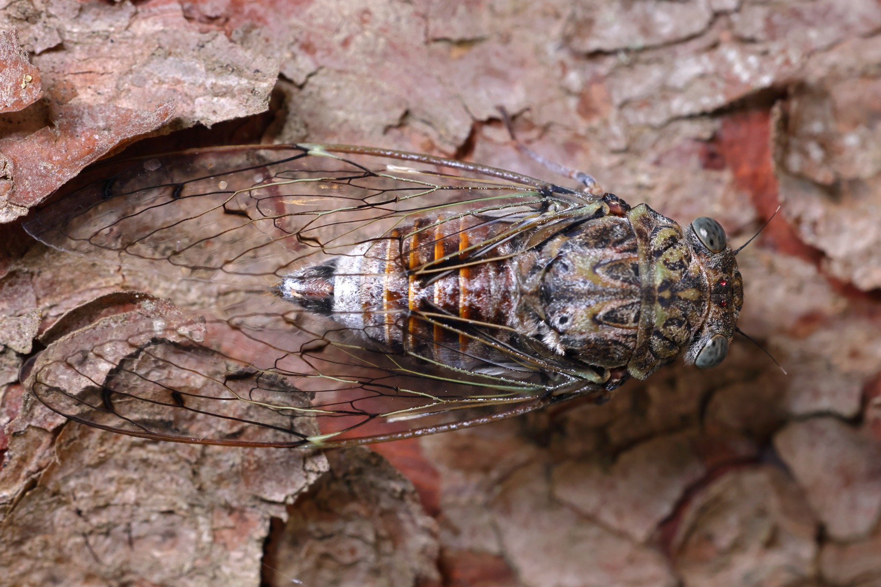 Near Porto Katsiki - Ash cicada (Cicada orni)